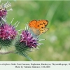 lycaena alciphron tleyserukh male1